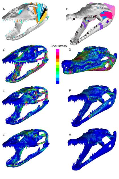 komodo teeth crocodile skull venom mri